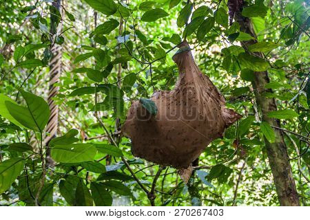 Ant Nest On A Tree In Madidi National Park, Bolivia