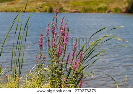 Purple Loosestrife (lythrum Salicaria) Flowers On A Lakeshore