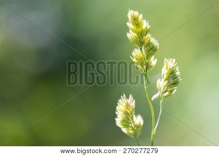 Dactylis Glomerata - Perennial Herbaceous Forage Plant