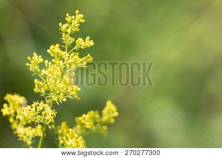 Galium Verum - Perennial Herbaceous Medicinal Plant