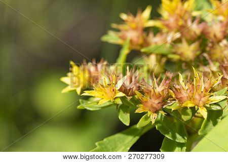 Sedum Kamtschaticum - Genus Of Succulent Plants Of The Crassula Family.