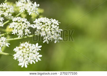 Heracleum Sphondylium - Genus Of Plants Of The Family Umbrella.