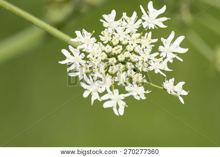 Heracleum Sphondylium - Genus Of Plants Of The Family Umbrella.