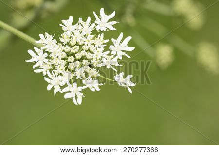 Heracleum Sphondylium - Genus Of Plants Of The Family Umbrella.