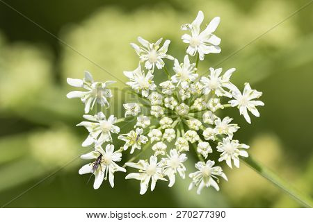 Heracleum Sphondylium - Genus Of Plants Of The Family Umbrella.