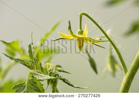 Yellow Flowers Of Tomatoes In The Greenhouse During Flowering