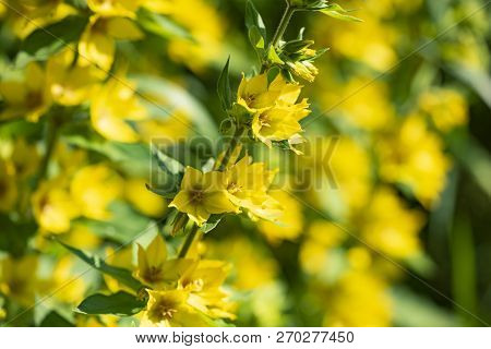 Lysimachia Vulgaris -а Genus Of Perennial Herbaceous Plants In The Wild.