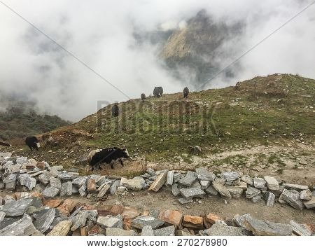 Yak Cows On Mountain In Khopra, Nepal