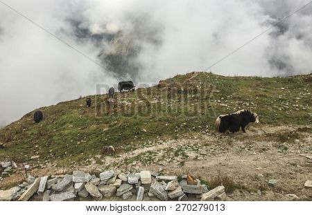 Yak Cows On Mountain In Khopra, Nepal
