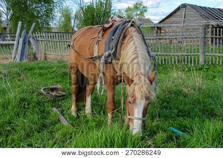 The Harnessed Horse Is Eating A Grass In A Corral. One Bay Gelding Of Mezen Breed Is In Village.