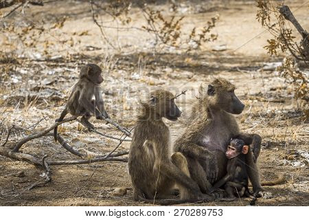 Chacma Baboon Family With Babies In Kruger National Park, South Africa ; Specie Papio Ursinus Family