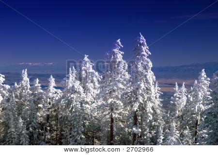 Nuovo Messico montagna inverno pini nella neve