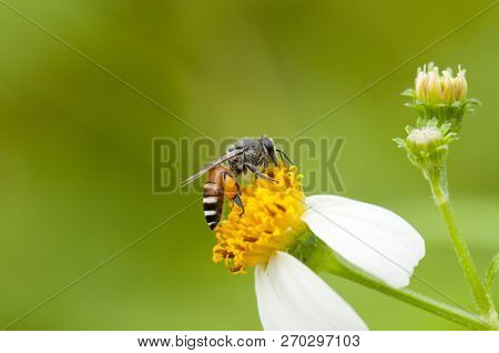 Closeup Of A Bee Collecting Pollen From Spanish Needle Flower (bidens Alba) And Stored On Its Legs