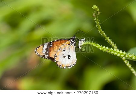 Male Plain Tiger Butterfly (danaus Chrysippus) Is Feeding On Small Flowers