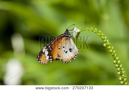 Male Plain Tiger Butterfly (danaus Chrysippus) Is Feeding On Small Flowers