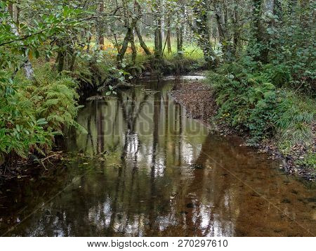 Shallow Creek In The Woods - Melide, Galicia, Spain