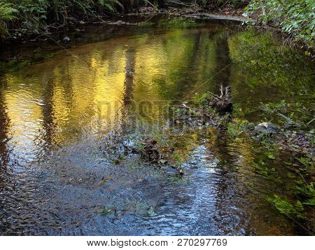 Shallow Creek In The Woods - Melide, Galicia, Spain