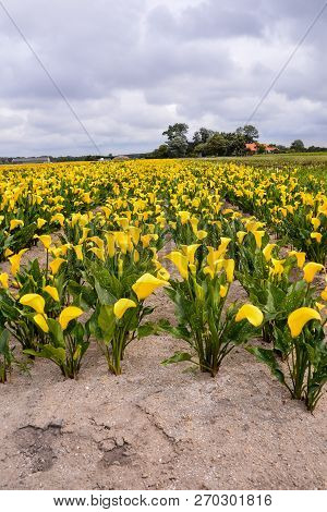 Photo Picture Of Calla Flower Colored Garden Field Cultivation