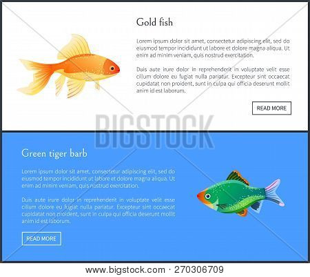 Green Tiger Barb And Goldfish Double Color Fond. Freshwater Aquarium Fish Silhouette Icon On Blank B