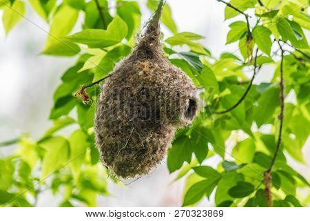 A Nest Of An Eurasian Penduline Tit Or Remiz Pendulinus