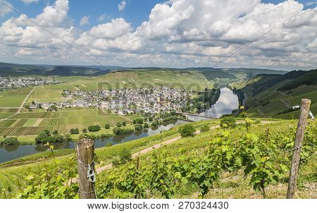 Trittenheim On The Moselle Rhineland-palatinate Germany Picture