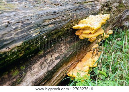 Yellow Colored Culfur Polypore Or Laetiporus Sulphureus Growing On A Fallen Tree Trunk In A Dutch Fo