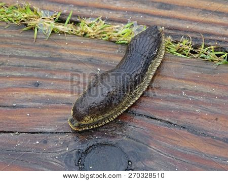 Naked Snail, Limax , On Wet Wooden Planks