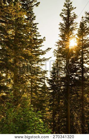 Forest At Mount Rainier National Park, Washington State, Usa