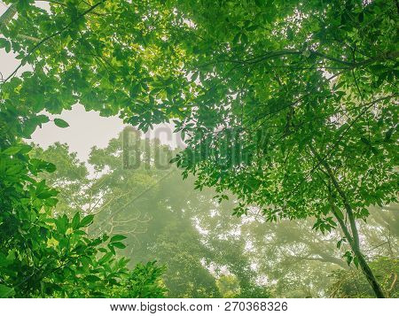 Tree With The Mist In The Deepforest On The Mountain