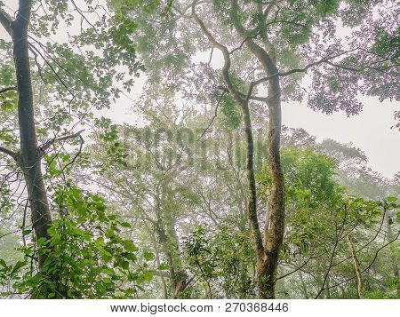 Tree With The Mist In The Deepforest On The Mountain