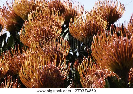 Lavish Silver-edge Pincushion Protea Flowers (leucospermum Patersonii) In Bloom