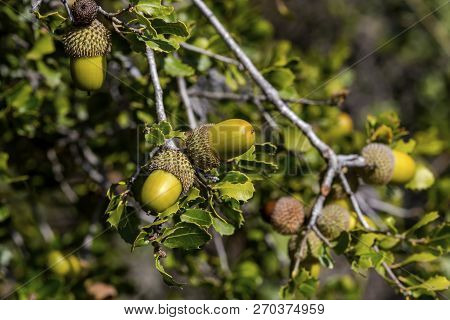 Kermes Oak (quercus Coccifera) Is A Evergreen Shrub Native To Mediterranean Basin. Acorns And Leaves