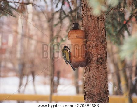 The Tit Feeds In The Trough. Winter. The Feeder Is Made Of A Plastic Bottle. Birds.
