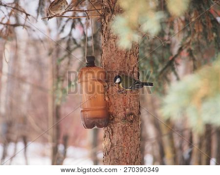 The Tit Feeds In The Trough. Winter. The Feeder Is Made Of A Plastic Bottle. Birds.