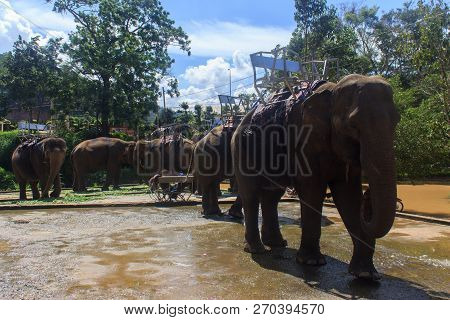 Working Elephants Carring Tourists In Dalat,  Vietnam