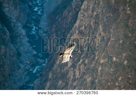 Andean Condor Vultur Gryphus In The Colca Canyon, Peru