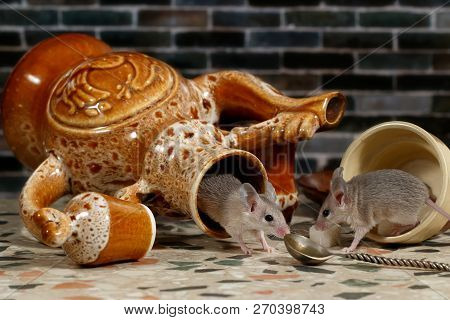 Two Mice On Countertop In The Kitchen. One Mouse Comes Out Of An Overturned Ceramic Jug. The Second 