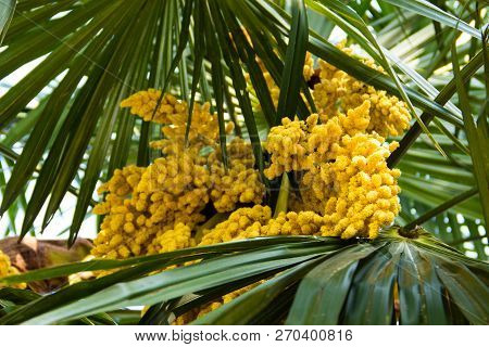 Blooming Of Trachycarpus. Yellow Flowers Of Windmill Palm Tree Close-up