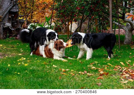 Three Dogs Of Breed Border Collie Playing In Frisby On The Garden