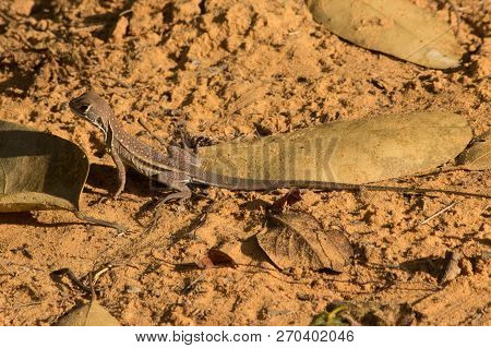 Brown Lizard With Dry Leaves In Vietnam