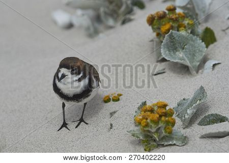 Two-banded Plover (charadrius Falklandicus) Foraging Amongst Flowering Sea Cabbage Plants (senecio C