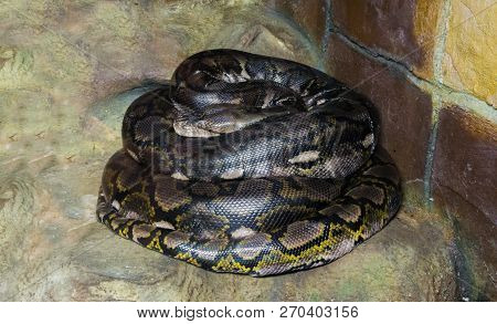 Coiled Up Reticulated Python, Worlds Longest Snake There Is.