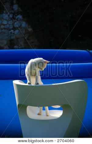Gato blanco en silla