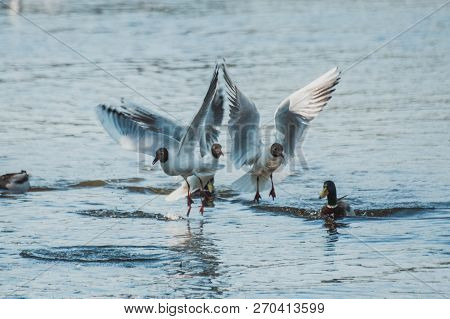 A Flock Of River Gulls Flies Above The Surface Of The Lake's Water Against The