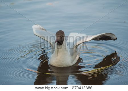 A Flock Of River Gulls Flies Above The Surface Of The Lake's Water Against The