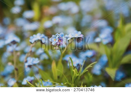 Spring Flowers. Beautifully Blossoming Pasque Flower And Sun With A Natural Colored Background