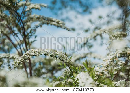 Spring Flowers. Beautifully Blossoming Pasque Flower And Sun With A Natural Colored Background