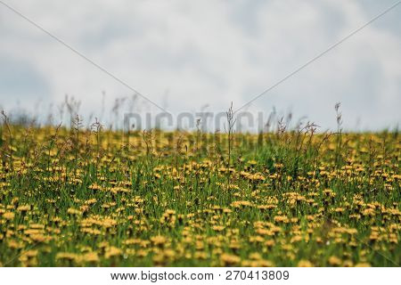 Spring Flowers. Beautifully Blossoming Pasque Flower And Sun With A Natural Colored Background