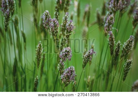 Spring Flowers. Beautifully Blossoming Pasque Flower And Sun With A Natural Colored Background