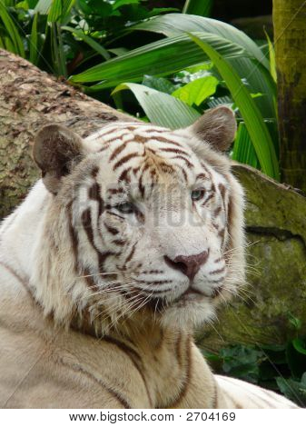 Hvid tiger i zoo